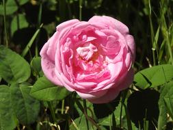 Tea Rose Red