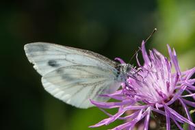 Butterfly Flower Summer Close
