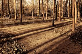 Forest Trees Sunlight