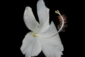 Nature Flower Desktop