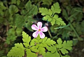 Flower Wild Single Bloom