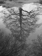 Tree Landscape Nature