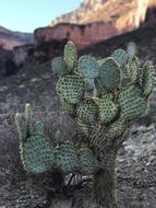 Cactus Desert Nature