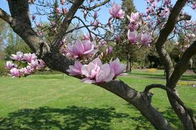 Tree Magnolia Soulangiana Tulip