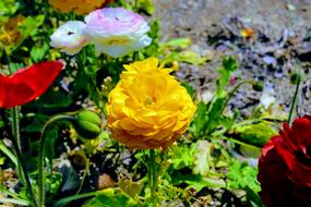 Flower Nature Flora