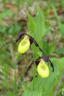 Orchid Bavaria Frauenschuh Venus