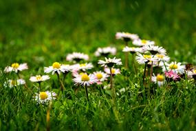 Nature Flower Meadow