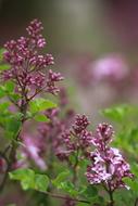 Flowers Plants Nature