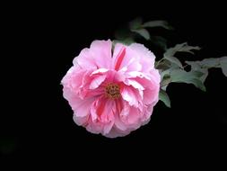 Flower Petal Plant