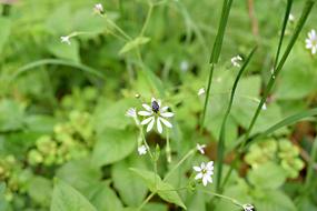 Flower macro blur garden