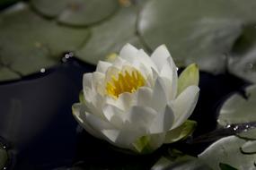 Water Lilly Flower