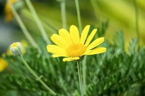 Nature Plant Summer