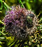 Thistle Blossom Bloom