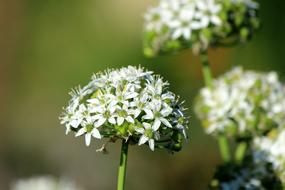 Ramsons Wild Garlic Bear Bow