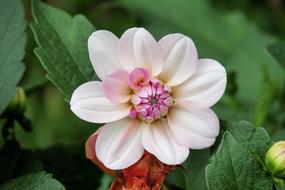 Flower Nature Plant