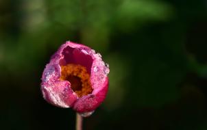 Anemone Flower Bud