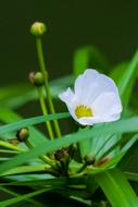 green white flower house