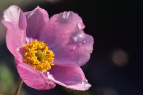 Anemone Blossom Bloom