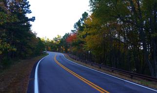 Mountain Road Trees