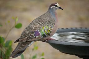 Phaps chalcoptera, bronzewing, australian pigeon on water fountain