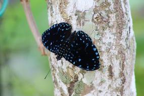 Nature Insect Outdoors
