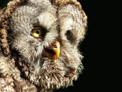 a big scowling owl in black