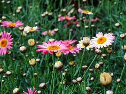 Plant Summer Flower