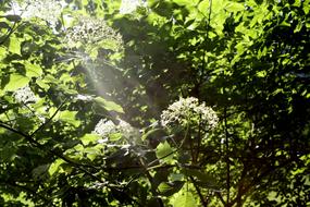 Leaves Tree Sunbeam