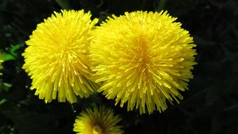Flower Dandelion Yellow