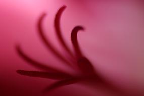 Plant Pistil Blossom