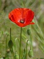 Poppy Ababol Rosella