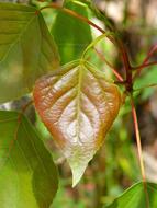 leaves of grape plants