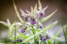 A Flower Of The Field Herb Bouquet