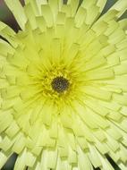 Nature Plant Flower