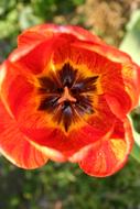 Nature Flower Plant