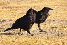 Crow Bird Animal