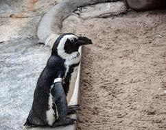 wild Humboldt Penguin Bird