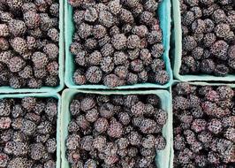 summer berry harvest