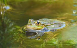 Nature Animals Amphibians