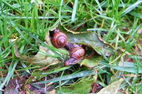 Snail Grass Slug