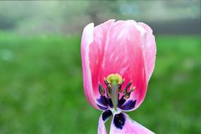Tulip Center Pink