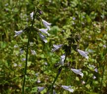 Lyreleaf Sage Wildflower Blossom