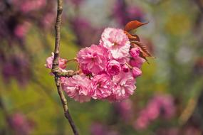 Flower Nature Tree