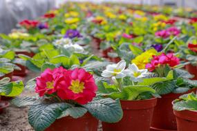 Flowers Greenhouse Plant