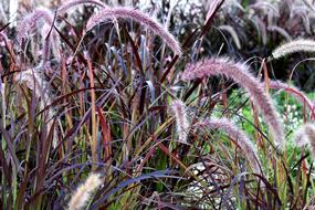 Grass Purple Fountain Plant