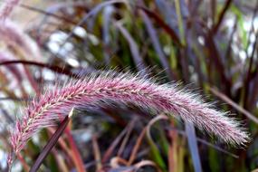 Grass Purple Fountain Plant
