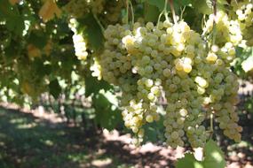 Screw Vineyard Wine