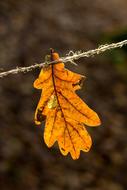 Autumn Oak Leaves