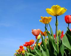 Tulips Flowers Bloom