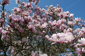 Plant Tree Magnolia Tulip